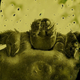 Illustration for article titled Photographer Captures Mesmeric Images of Parasitic Worm Sex